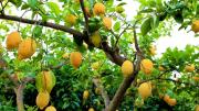 Dónde es mejor ubicar el árbol limonero para que no sea alcanzado por plagas ni hongos
