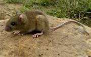 La Plata con más casos de hantavirus en la Provincia