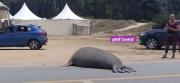 La razón por la que un elefante marino se recostó en una calle de la playa de La Aguada