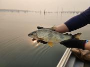 Estación de Acuicultura de Itaipú produce casi 3 millones de peces