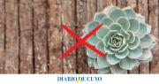 Suculentas en peligro: el descuido típico del verano que las arruina para siempre