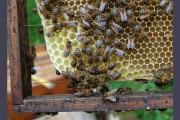 Mientras hacían tareas de limpieza, una familia fue atacada por abejas