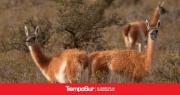Santa Cruz cerró un 2025 récord en el manejo del guanaco