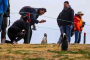 Isla Magdalena: cuando el turismo encubre la crisis de los pingüinos