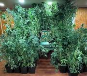 OS7 de Carabineros desbarata cultivo indoor con 76 plantas tras denuncia anónima e investigación