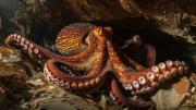 El pulpo inspira la creación de una piel sintética que cambia de textura y color