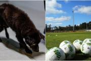 Rescataron a un perro abandonado en una cancha de fútbol y el mensaje del club se volvió viral