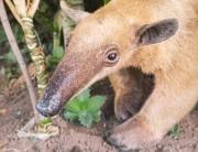 Rescatan ejemplar de oso hormiguero que deambulaba en Centro Comercial Ciudad Alta Vista