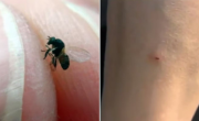 Alerta por nuevo insecto que invade y muerde en Buenos Aires: cómo no confundirlo con una mosca