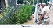 Allanamiento en Los Berros: secuestraron más de 20 plantas de cannabis