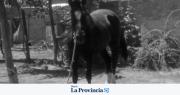 Dictaron prisión preventiva al acusado de robar y faenar a Lolo, el caballo de un niño