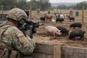 Con nueva ley Estados Unidos prohíbe uso de animales vivos en entrenamientos militares: así será la formación castrense