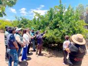 Río Hurtado es declarada libre de mosca de la fruta tras cierre de campañas sanitarias