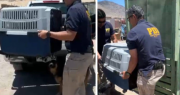 Maltrato animal en Antofagasta: Denuncia permite rescate de 15 perros en mal estado y detención de mujer