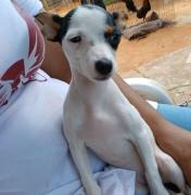 Se extravió la cachorrita Kitty en el barrio Las Trinitarias: Ofrecen recompensa a quien pueda localizarla