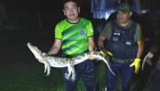 Alerta por tráfico de fauna: el yacaré capturado en Salta sería consecuencia del mascotismo ilegal
