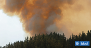 Solicitan evacuar sectores de la comuna de Cauquenes por incendio forestal: 70 hectáreas afectadas