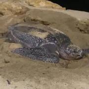 Tortugas laúd llegan a depositar sus huevos en playas de Manabí