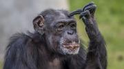Muere Ai, la chimpancé genio que revolucionó el estudio de la inteligencia animal