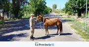 Un caballo suelto generó preocupación en Albardón