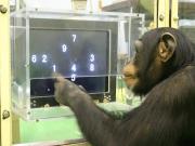 Murió Ai, la chimpancé genio que dominaba caracteres chinos y el alfabeto inglés