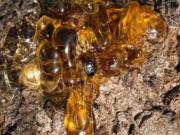 Científicos descubrieron una nueva especie de árbol que produce ámbar
