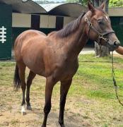 La millonaria genética del Santa Anita Derby hace su aparición en la jornada nocturna de La Rinconada