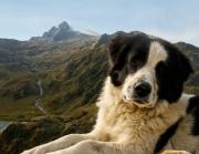 A 12 años de la creación de la Misión Nevado: Los animalitos gozan de protección y respeto en Venezuela