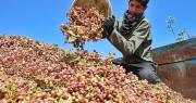 El “oro verde” sanjuanino ante la crisis en Irán: ¿hay oportunidades para el pistacho local?