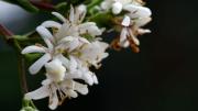 El árbol que tiene florecillas perfumadas y es apto para cultivar en macetas