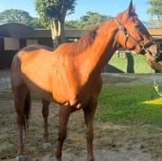 Poderosa genética en la arena de Caracas: El linaje de Into Mischief presente en la jornada nocturna