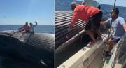 VIRAL: Pescadores se subieron a una ballena muerta en altamar para tomarse una foto y provocaron indignación