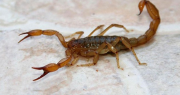 Qué tenés que hacer si encontrás un alacrán en tu casa, en San Juan