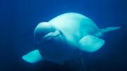 Las ballenas beluga de Alaska intercambian parejas para sobrevivir a largo plazo
