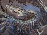 Nuevos estudios sobre la conexión entre las aves y los dinosaurios demuestran que volaron mucho antes de lo que se creía