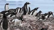 Los pingüinos de la Antártida adelantan su época de cría por el cambio climático