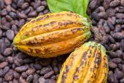 El precio del cacao de 2026 cae a su nivel más bajo en dos años