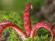 Huele a carne podrida: la planta que tomó por asalto a Europa tras la Primera Guerra Mundial
