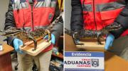 Descubren a pasajera intentando ingresar un yacaré a Chile: era bebé y estaba disecado