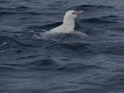 Investigación registró primer hallazgo de pingüino de Humboldt albino en la Región del Biobío