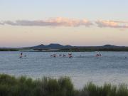 Por qué la Laguna Llancanelo se volvió un punto estratégico para especies migratorias