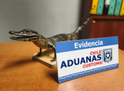 Aduanas De Arica Incauta Caimán Bebé Disecado A Pasajera Que Ingresaba Por Paso Internacional Chungará