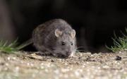 Hantavirus: confirman otra muerte y ya son 5 los decesos en la Provincia