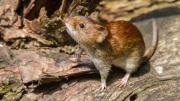 Alerta por hantavirus en la Provincia de Buenos Aires: cómo evitar contagios