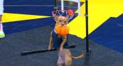El perrito viral de la NBA: Se robó las miradas al realizar una volcada de 360 grados