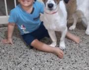 El perrito Doki ya se encuentra de regreso en casa