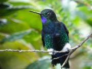 En un rincón de la cordillera de los Andes está el último refugio de los colibríes