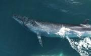 En qué playa argentina se puede ver a la ballena SEI después de casi un siglo