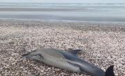 Varamiento de delfines en la costa de Río Negro: dónde aparecieron y qué explican los especialistas