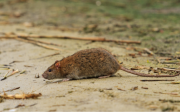 El hantavirus llegó a la Legislatura